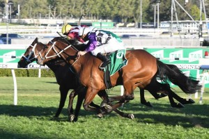 Patrick Erin, above in black and white checks and purple sleeves, scores a narrow win in The Metropolitan at Randwick. Photo by Steve Hart.