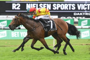 Legend Of Condor, above, has drawn a wide barrier in the 2018 The Run To The Rose at Rosehill. Photo by Steve Hart.