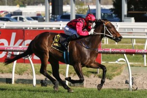 Smart Melody, above, has drawn an inside barrier in the 2018 Thousand Guineas at Caulfield. Photo by Ultimate Racing Photos.