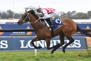 Graff,above, has been selected to run in the slot owned by Max Whitby in The Everest at Randwick. Photo by Steve Hart.  
