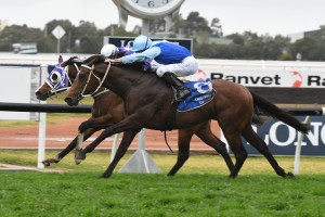 Tarka, above in blue colours, will wear the blinkers in the 2018 Spring Champion Stakes at Randwick. Photo by Steve Hart. 
