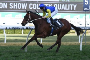 Le Romain, above, is trainer Kris Lees' third runner in the 2018 field for The Everest at Randwick. Photo by Steve Hart.