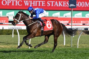 Winx, above, has drawn barrier 8 in the 2018 Turnbull Stakes at Flemington. Photo by Steve Hart. 