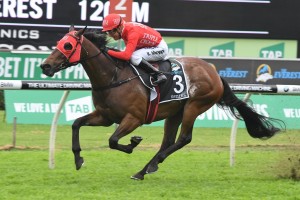 Redzel, above, has drawn barrier one in The Everest 2018 at Randwick. Photo by Steve Hart.