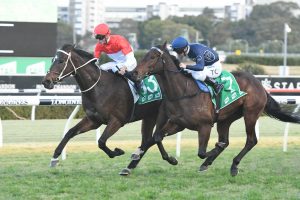 Bergerac, above in red and white colours (pictured at Randwick) was the winner of the 2019 Ipswich Cup. Photo: Steve Hart.
