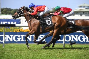 Invincible Gem returned to winning form in the Emancipation Stakes at Rosehill Gardens this afternoon. Photo by: Steve Hart
