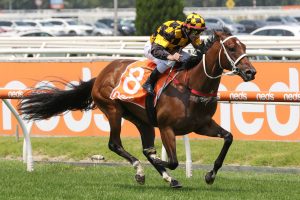 Letzbeglam, above, has drawn an inside barrier in the 2020 Blue Diamond Stakes at Caulfield. Photo by Ultimate Racing Photos. 