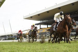 Noble Boy Horse (Photo: Steve Hart) - HorseRacing.com.au