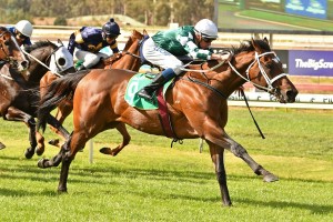 Haripour, above, finihsed second to The Candy Man in the Premier's Cup at Eagle Farm. Photo by Ultimate Racing Photos.