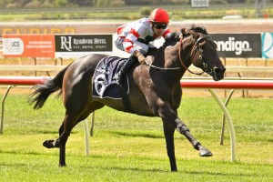 Miss Siska, above, is well supported in the betting for the A.D. Hollindale Stakes at the Gold Coast. Photo by Ultimate Racing Photos.