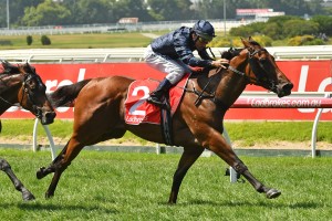 Long Leaf, above, has a strong chance in the Ladbrokes Sandown Guineas at Sandown. Photo by Photo by Ultimate Racing Photos.