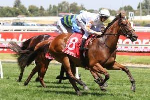 Loving Gaby, above, has drawn a wide barrier in the 2019 Ladbrokes Blue Diamond Stakes at Caulfield. Photo by Ultimate Racing Photos. 