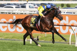 Anaheed, above, will have a light weight in the Oakleigh Plate at Caulfield. Photo by Ultimate Racing Photos.