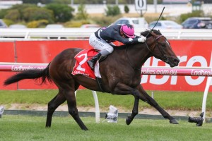 I Am Immortal, above, will wear the ear muffs and a tongue tie in the 2019 Ladbrokes Blue Diamond Stakes at Caulfield. Photo by Ultimate Racing Photos. 