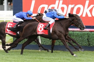 Lyre, above, is the race morning favourite for the 2019 Ladbrokes Blue Diamond Stakes at Caulfield. Photo by Ultimate Racing Photos.