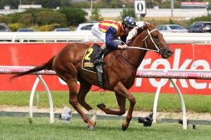 Nature Strip,above, was runner up to Redzel in a Rosehill barrier trial. Photo by Ultimate Racing Photos. 