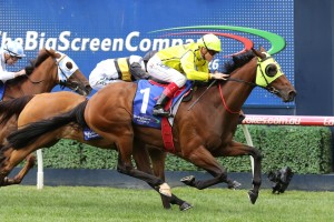 Yogi, above, will carry the top weight in the 2019 Queensland Cup at Eagle Farm. Photo by Ultimate Racing Photos.