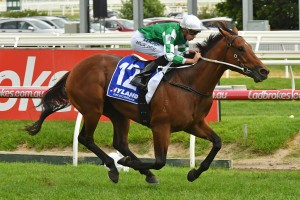 Perth jockey Mitchell Pateman will ride Holy Snow, above, in the 2018 Kingston Town Classic at Ascot in Perth. Photo by Ultimate Racing Photos. 