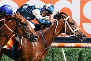 Tagaloa, above, was a beaten favourite in the H.D.F. McNeil Stakes at Caulfield. Photo by Ultimate Racing Photos.