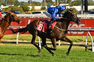 Avilius, above, is the odds on favourite for the 2019 Australian Cup at Flemington. Photo by Ultimate Racing Photos.