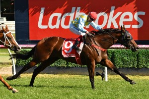 Jockey Dwayne Dunn will re-unite with Booker, above, in the 2019 The Goodwood at Morphettville. Photo by Ultimate Racing Photos.