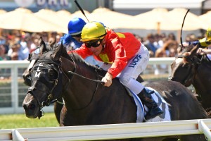 Global Exchange, above, is one of the top fancies in the 2019 Australian Derby at Randwick,. Photo by Ultimate Racing Photos. 