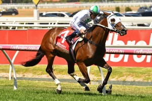 Jamaican Rain, above, is the favourite for the 2019 Glasshouse Handicap at the Sunshine Coast. Photo by Ultimate Racing Photos. 
