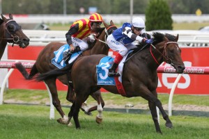 Brave Smash, above in blue, black and white colours, will wear the blinkers again in the Manikato Stakes at The Valley. Photo by Ultimate Racing Photos.