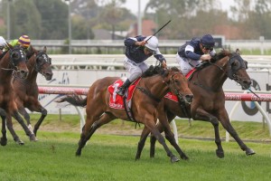 The Homesman, above with blue cap, will back up this week in the 2018 Caulfield Cup at Caulfield. Photo by Ultimate Racing Photos. 