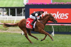 Written By, above, is the odds on favourite for the 2018 Blue Sapphire Stakes at Caulfield. Photo by Ultimate Racing Photos.