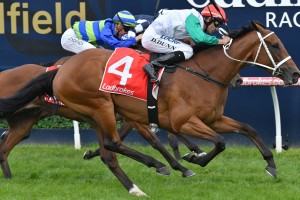 Life Less Ordinary, above, is one of the outsiders for the 2019 Doncaster Mile at Randwick. Photo by Steve Hart.