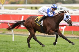 Mr Quickie, above, is the favourite for the 2019 South Australian Derby at Morphettville. Photo by Ultimate Racing Photos. 