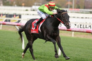 Begood Toya Mother, above, will be tested in Group 1 company during the 2019 Spring Carnival. Photo by Ultimate Racing Photos.
