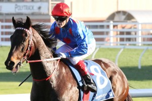 Craig Williams, above, will ride Champagne Cuddles in the Kensington Stakes at Flemington. Photo by Ultimate Racing Photos. 