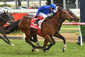 Osborne Bulls, above, will race with the blinkers on in the 2019 Doomben 10,000 at Doomben. Photo by Ultimate Racing Photos.