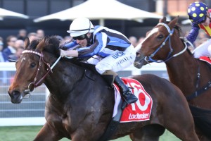 Quilista, above, is dropping back in distance for the Caulfield Sprint at Caulfield. Photo by Ultimate Racing Photos. 