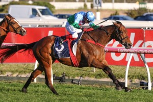Scales Of Justice, above, is the firm favourite for the 2020 C.F. Orr Stakes at Caulfield. Photo by Ultimate Racing Photos.