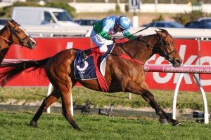 Scales Of Justice, above, is the firm favourite for the 2020 C.F. Orr Stakes at Caulfield. Photo by Ultimate Racing Photos.