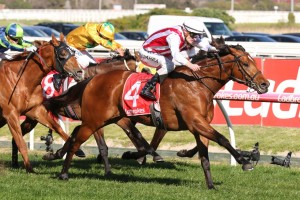 Super Seth, above, too strong for stablemate King Of Hastings to win the H.D.F. McNeil Stakes at Caulfield. Photo by Ultimate Racing Photos. 