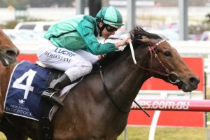 Humidor, above, is among the nominations for the 2019 Memsie Stakes at Caulfield. Photo by Ultimate Racing Photos.