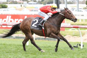 Voodoo Lad, above winning at Caulfield, was the winner of the 2018 Winterbottom Staks at Ascot in Perth. Photo by Ultimate Racing Photos.