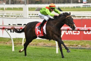 Begood Toya Mother, above, will take on a quality weight for age field in the 2020 C.F. Orr Stakes at Caulfield. Photo by Ultimate Racing Photos.