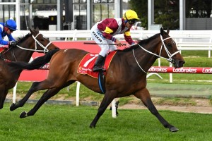 Brimham Rocks, above, has earned a spot in the 2019 Caulfield Cup with his win in the Naturalism Stakes at Caulfield. Photo by Ultimate Racing Photos. 
