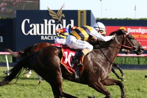 Night's Watch, above, is at double figure odds for the 2018 Caulfield Cup at Caulfield. Photo by Ultimate Racing Photos.
