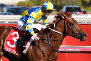Native Soldier, above, has been ruled out of the 2019 Magic Millions 3yo Guineas at the Gold Coast. Photo by Ultimate Racing Photos.