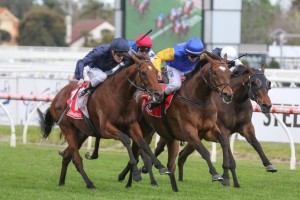 Cape Of Good Hope, above in navy blue colours, is set to resume in the P.B. Lawrence Stakes at Caulfield.  Photo by Ultimate Racing Photos.