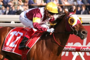 Fierce Impact, above, is one of several Group 1 winners among the nominations for the 2020 C.F. Orr Stakes at Caulfield. Photo by Ultimate Racing Photos. 