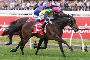 The Chosen One, above, is into the Caulfield Cup following his win in the Herbert Power Stakes at Caulfield. Photo by Ultimate Racing Photos. 