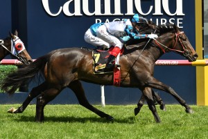 Amphitrite, above, came from back in the field to win the 2018 Thousand Guineas at Caulfield. Photo by Ultimate Racing Photos.
