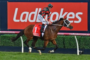 Caulfield Guineas winner The Autumn Sun, above, could be an ideal candidate for The Golden Eagle at Rosehill. Photo by Ultimate Racing Photos.